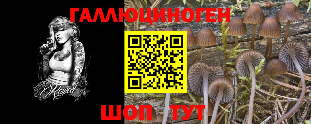 Галлюциногенные грибы Psilocybine cubensis Сафоново